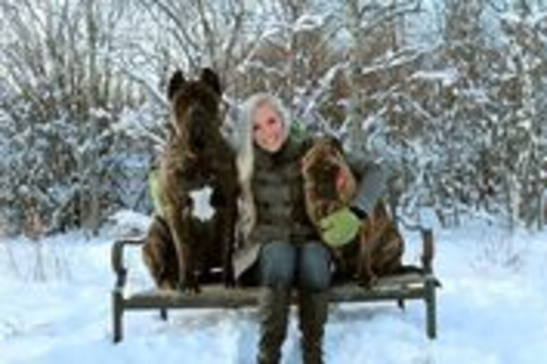 Owner sitting on a bench with two Presa Canario dogs