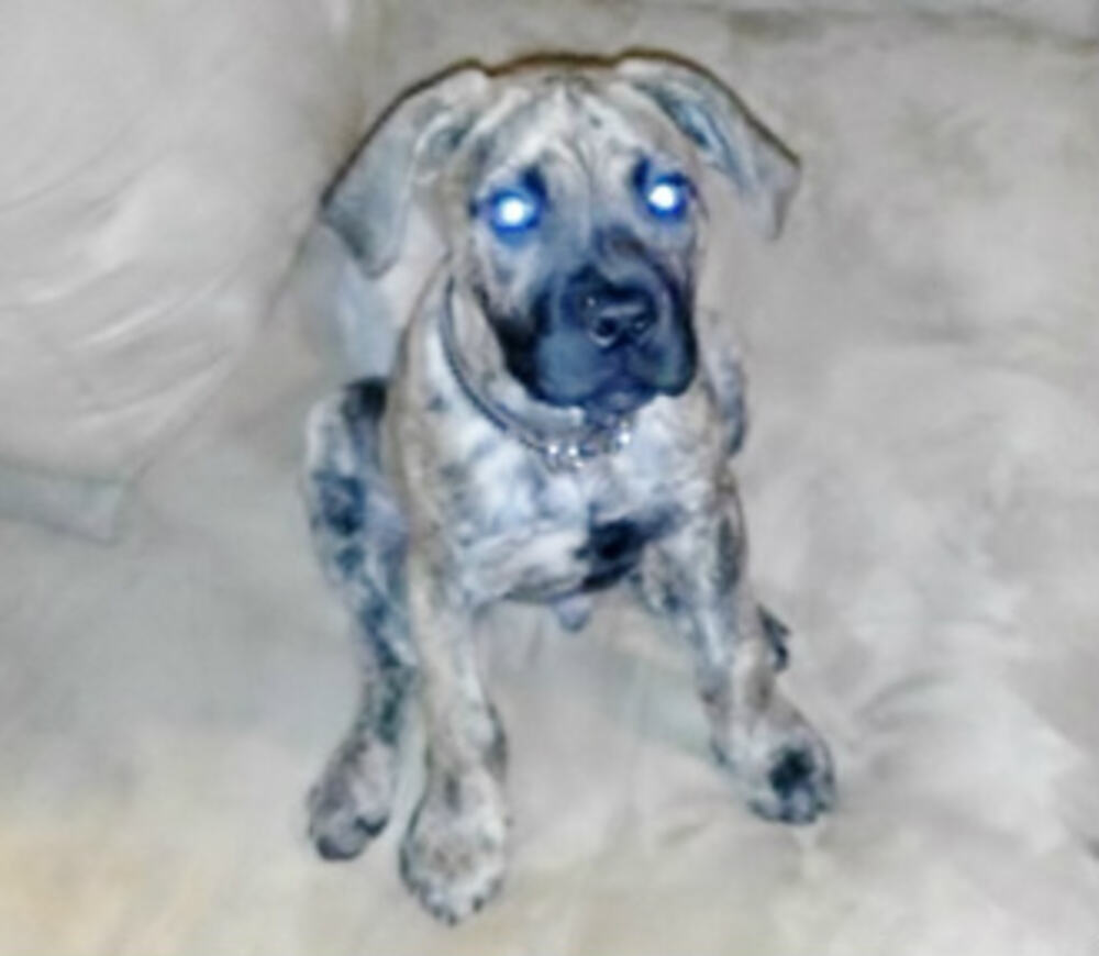 Presa Canario looking at camera