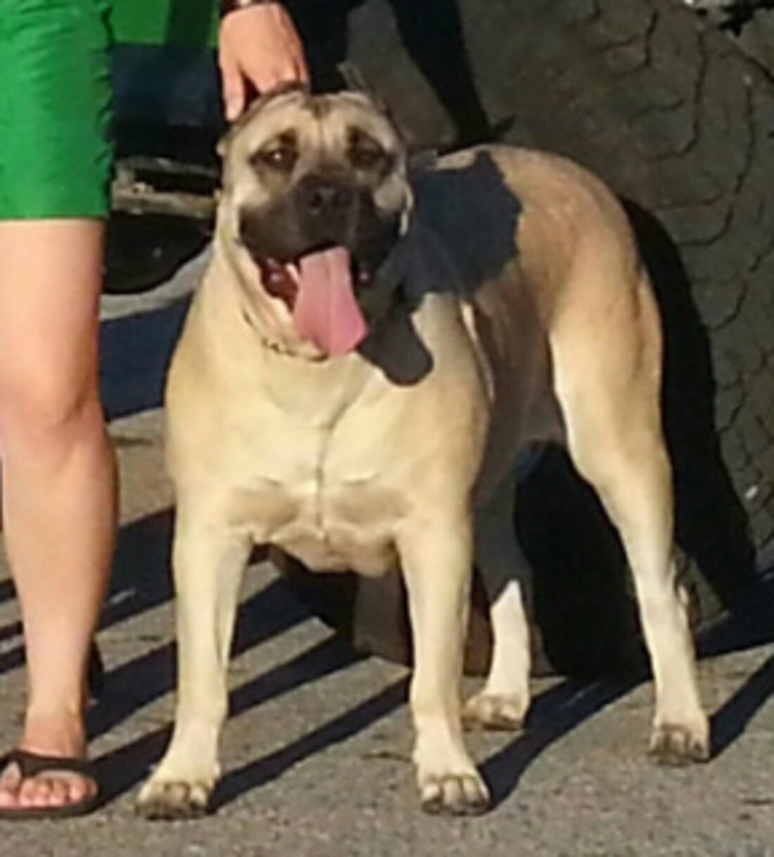 Stunning fawn Presa Canario standing outdoors