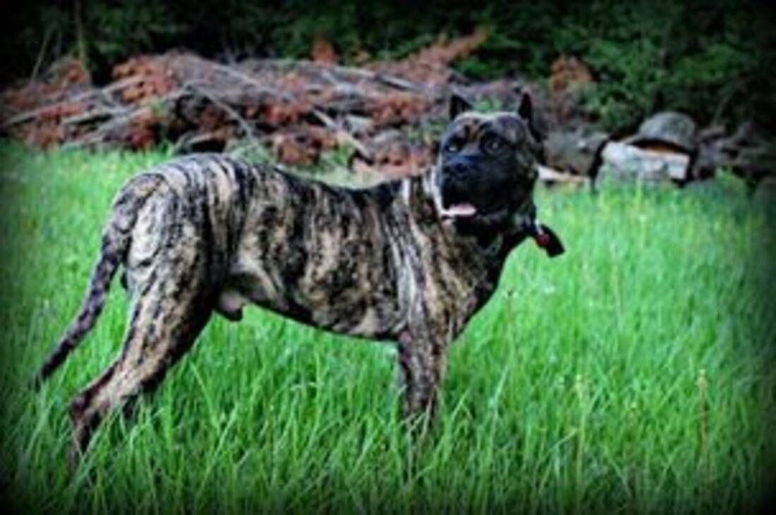 Brindle Presa Canario in the grass